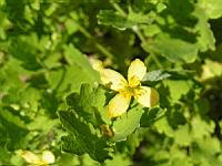 Herbe-aux-verrues - Chelidonium Majus (fam Papaveracees) (Europe & Afrique du nord) (03) (Photo F. Mrugala)